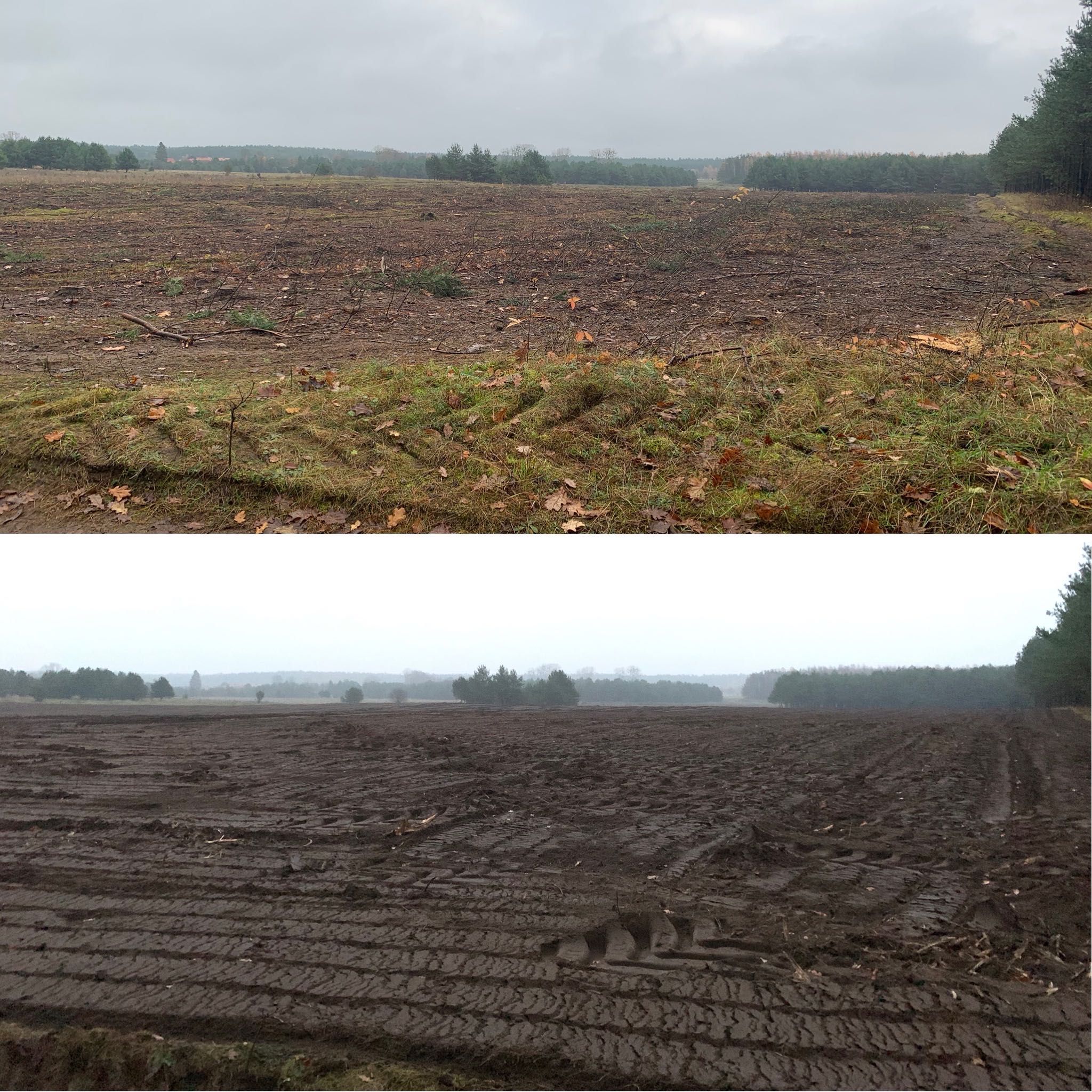 Wycinka lasów samosiewów frezowanie pni zrębkowanie /Zrób z lasu pole/