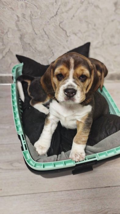 Продам цуценят бігля