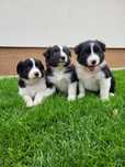 Border Collie Czarno Biały Piesek