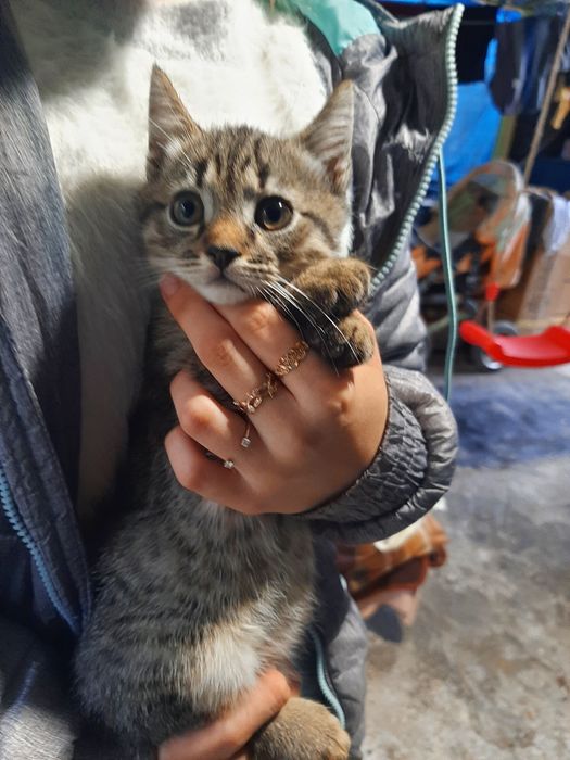 Британські кашенята