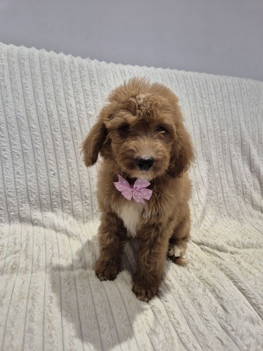 Goldendoodle f1 standard