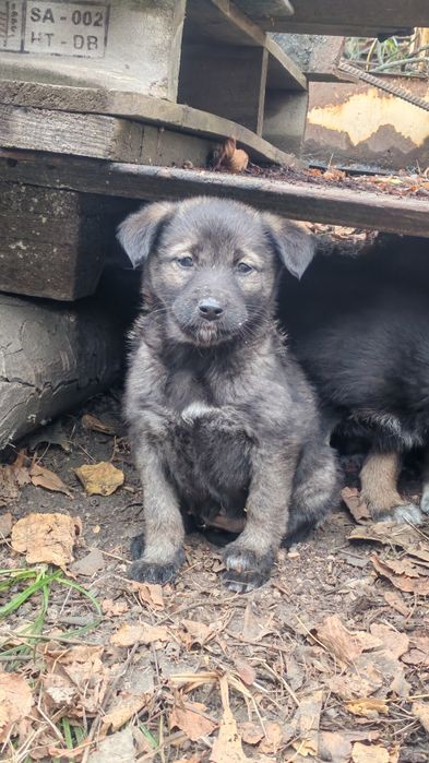 Подарю щенков, есть выбор