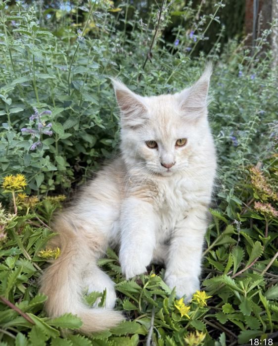 Daytona - kotka rasy Maine Coon