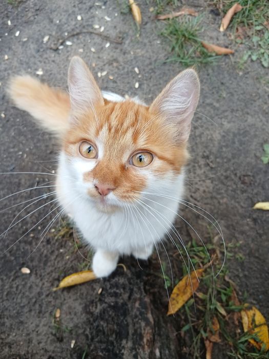 Котята в хорошие руки