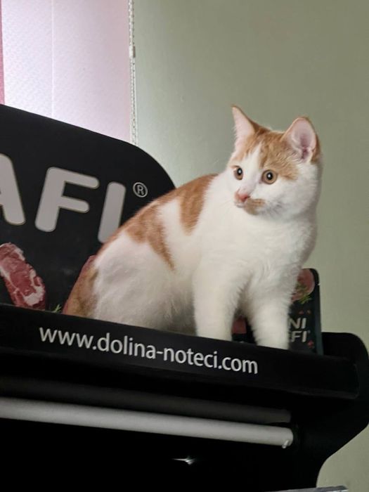 Котята в хорошие руки