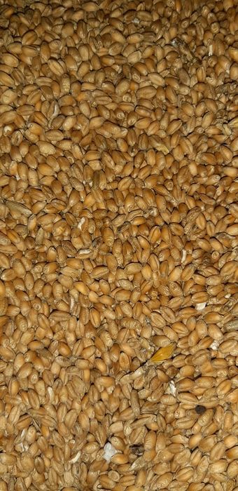 Pszenica. Zbiór 2025