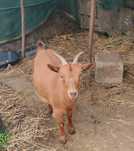 Cabra fêmea arraçada de cabrito anão