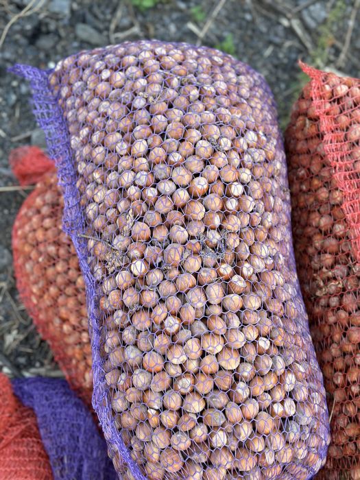 Фундук (лісовий горіх, ліщина)