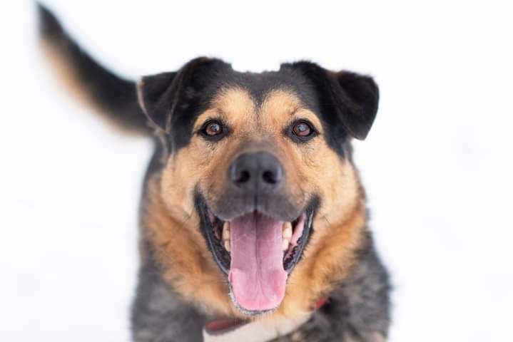 Urban – mądry, wierny i poczciwy starszy pan