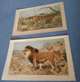 Lwy, Tygrysy - Zwierzęta oryginalne XIX w. grafiki