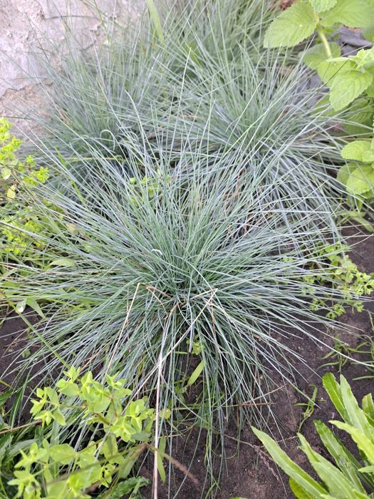 Sprzedam Sadzonki Traw