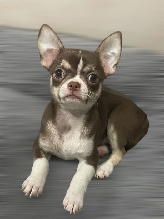 Chihuahua Macho tricolor chocolate