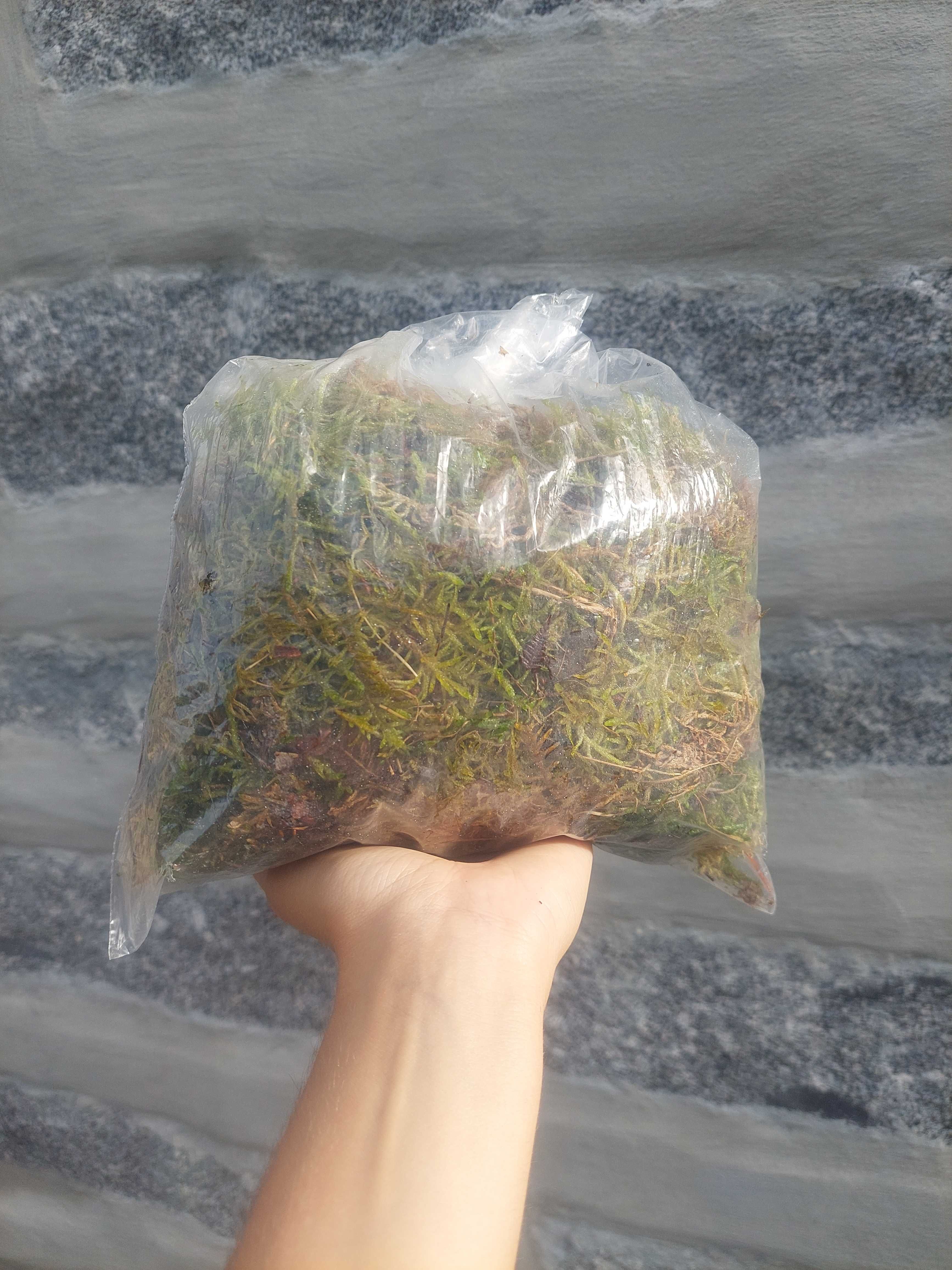 Musgo esfagno/ sphagnum moss 3L