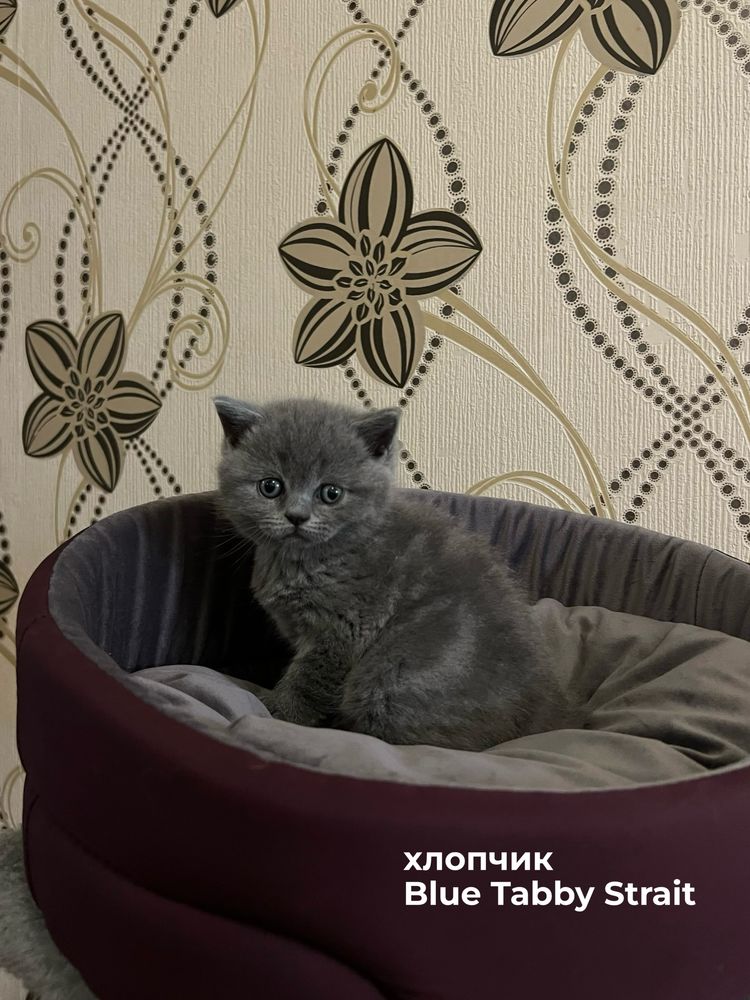 Шотландські кошенята преміум-класу