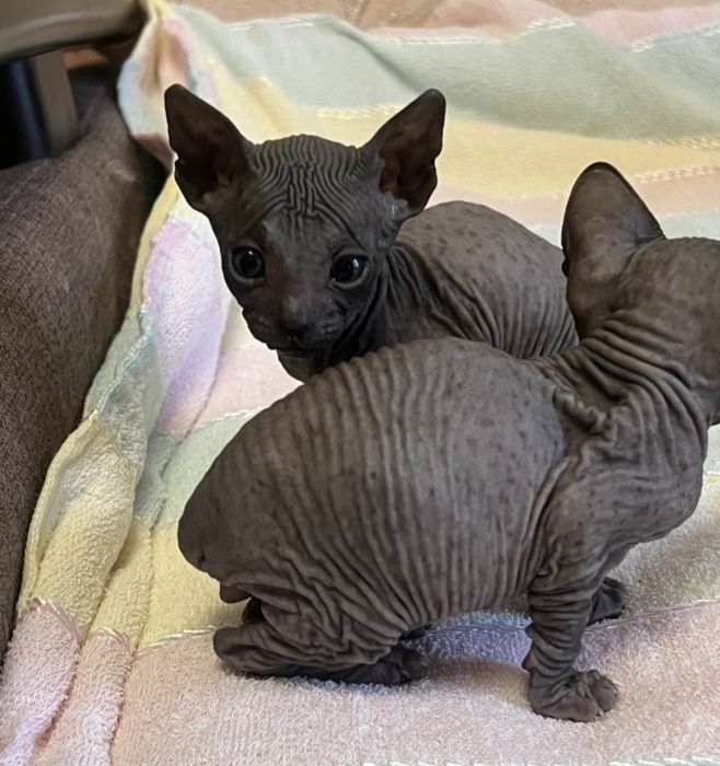 Котики канадського сфінкса