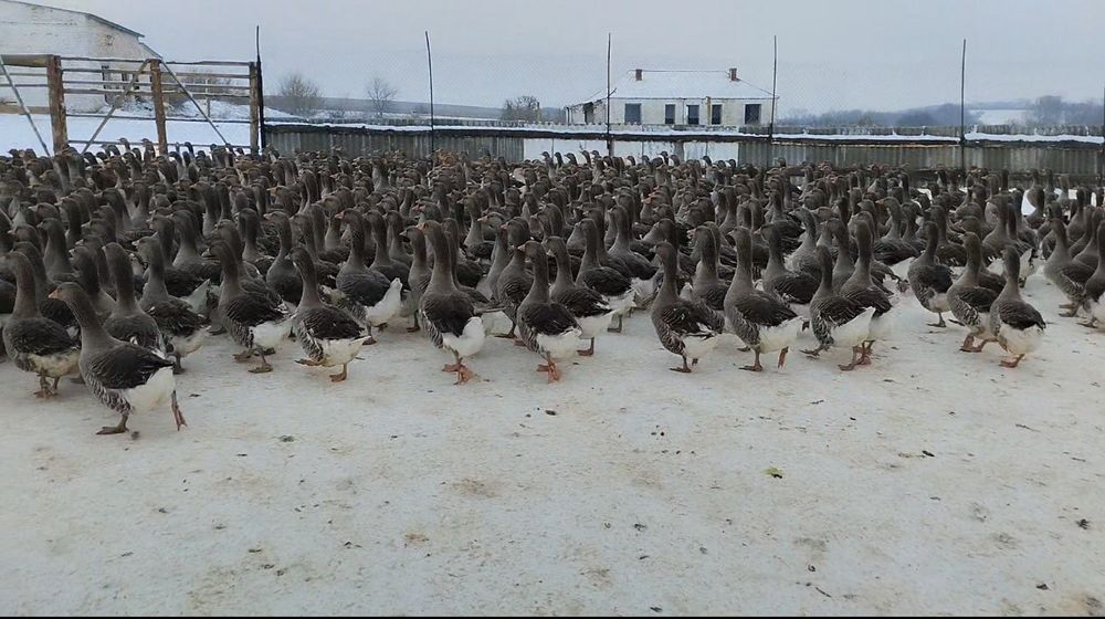 Інкубаційне яйце гусяче велика сіра