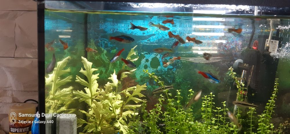 Sprzedam piękne gupiki samiec samiczka zdrowe kolorowe