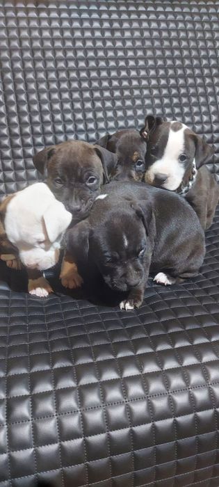 Цуценята пітбуля та амстафа