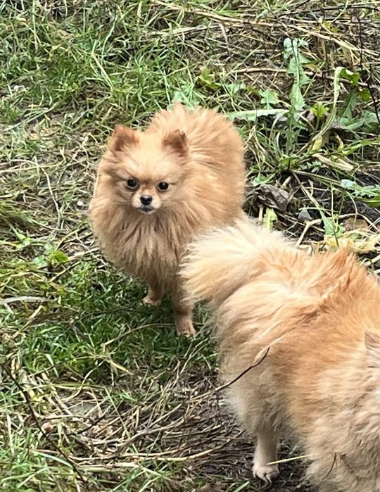 Девочка шпица в поисках семьи