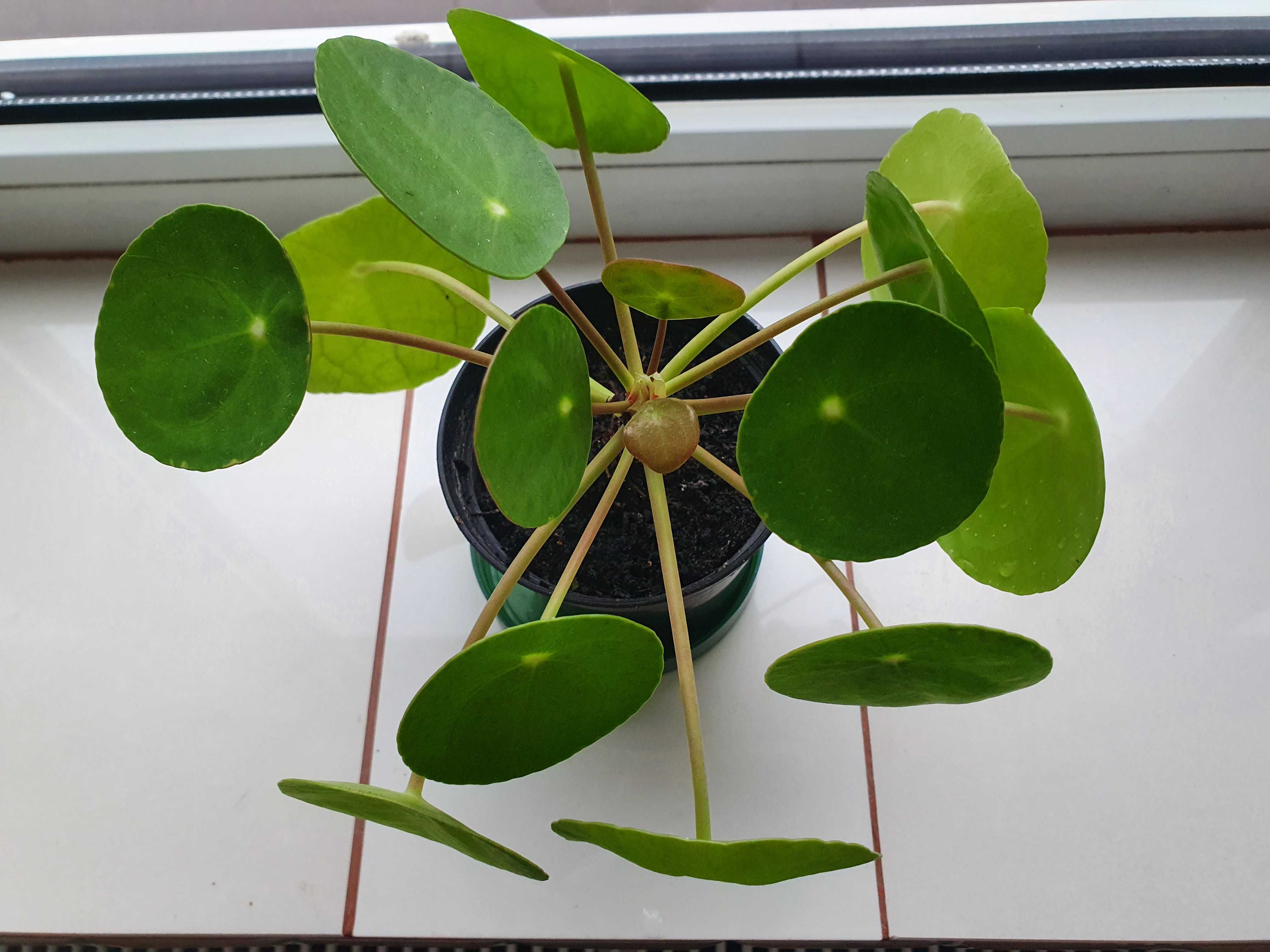 Pilea Peperomioides PIENIĄŻEK z doniczką roślinka sadzonki kwiatek