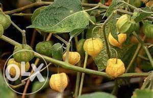 Pés de arvore de fruto Anona anoneira Physalis