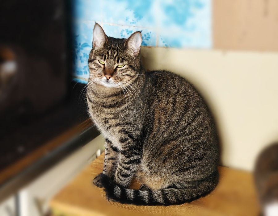 Зеленоока красуня Холлі! 1,5 року, стерилізована (кіт, кішка, кошеня)