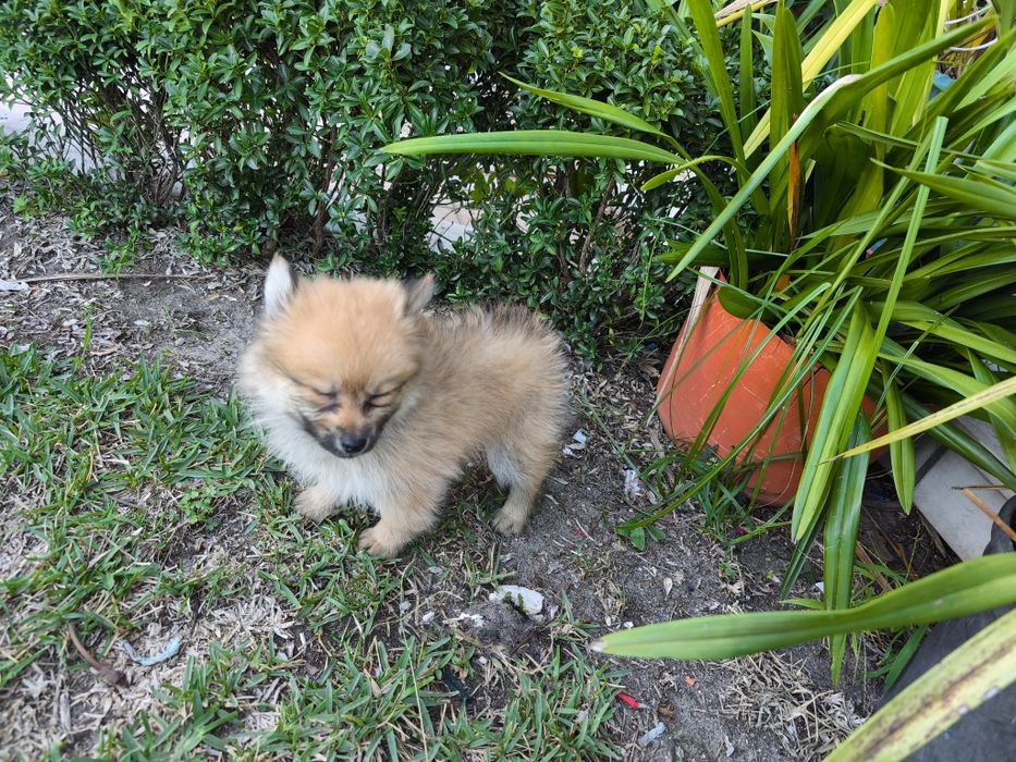 Spitz alemão anão fêmea Lulu da Pomerânia criado em ambiente familiar