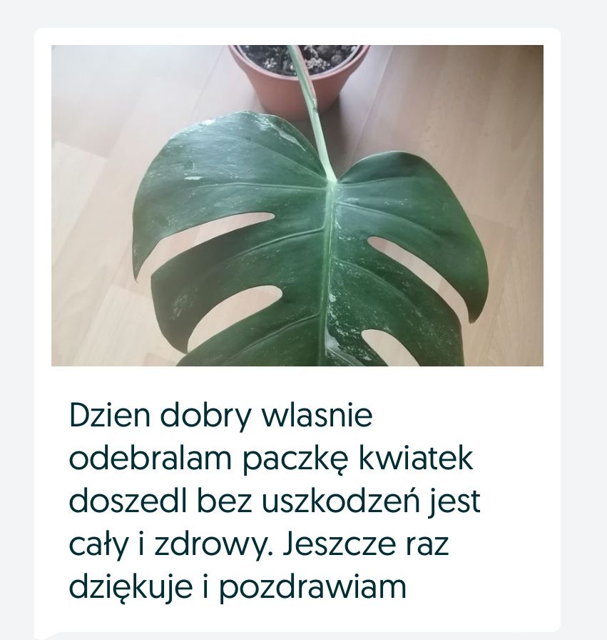 Monstera Variegata Deliciosa ukorzeniona sadzonka, duży liść „1”