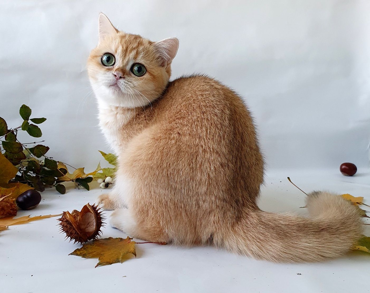 Белый, черный, рыжий, золотой есть котята у нас всех окрасов. Киев