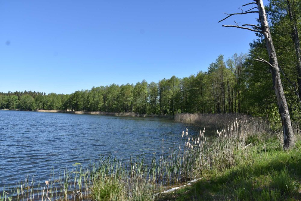 Działka rekreacyjna na mazurach, bezpośredni dostęp do lini brzegowej.
