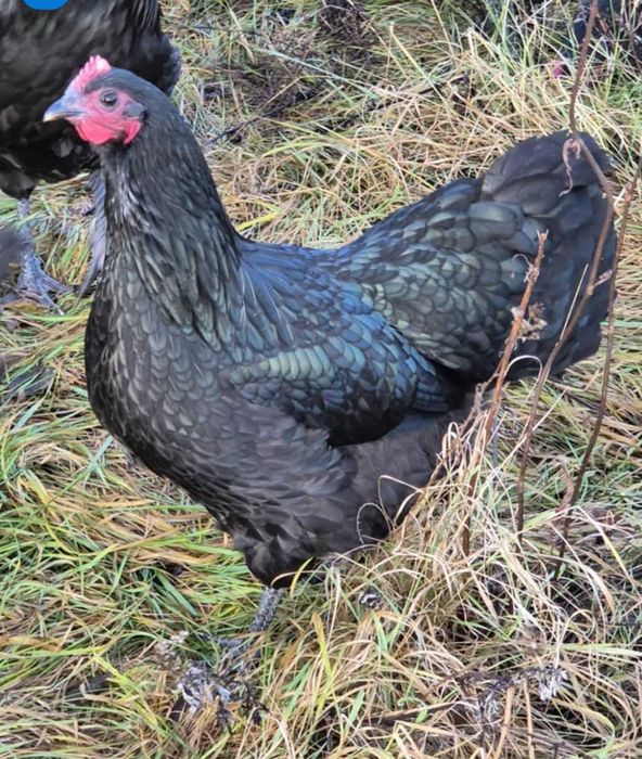 Jaja lęgowe, duże rasy na jednym wybiegu