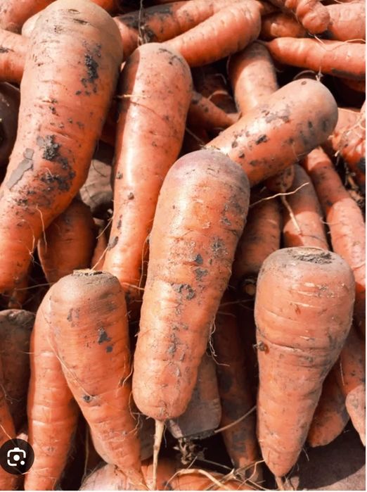 Велика домашня морква