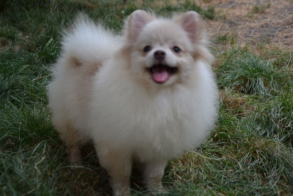 Дівчинка від кольорових батьків.