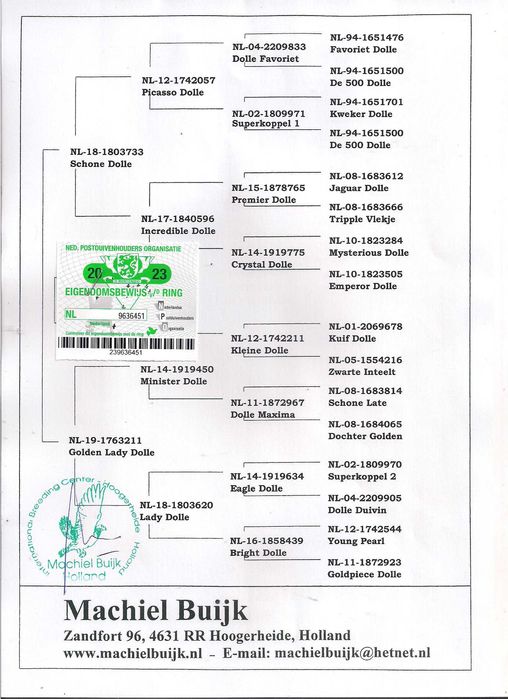 Młode Ardeny Org M. Buijk Para 131 gołębie pocztowe gołąb daleki dysta
