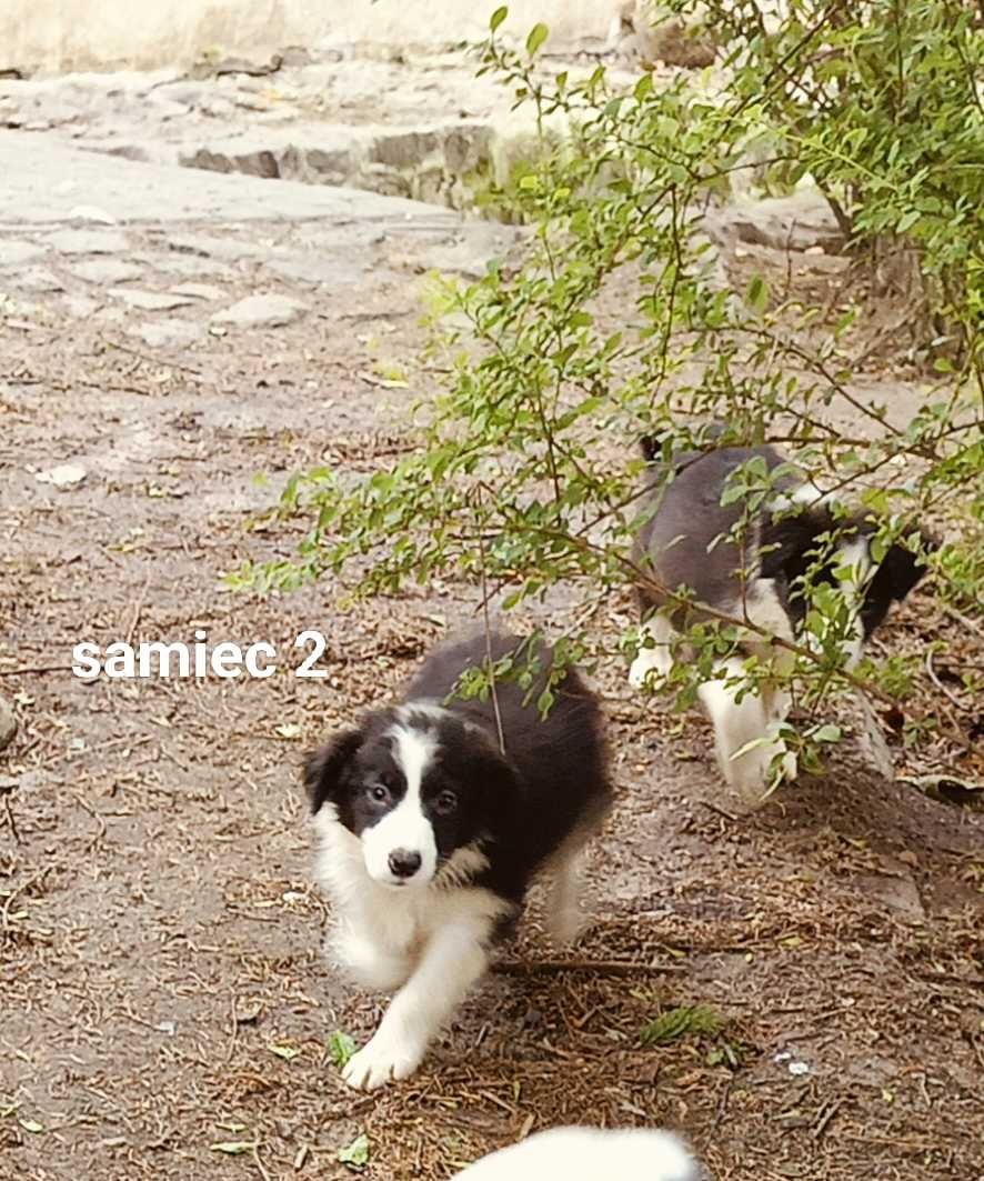 Border collie samiec