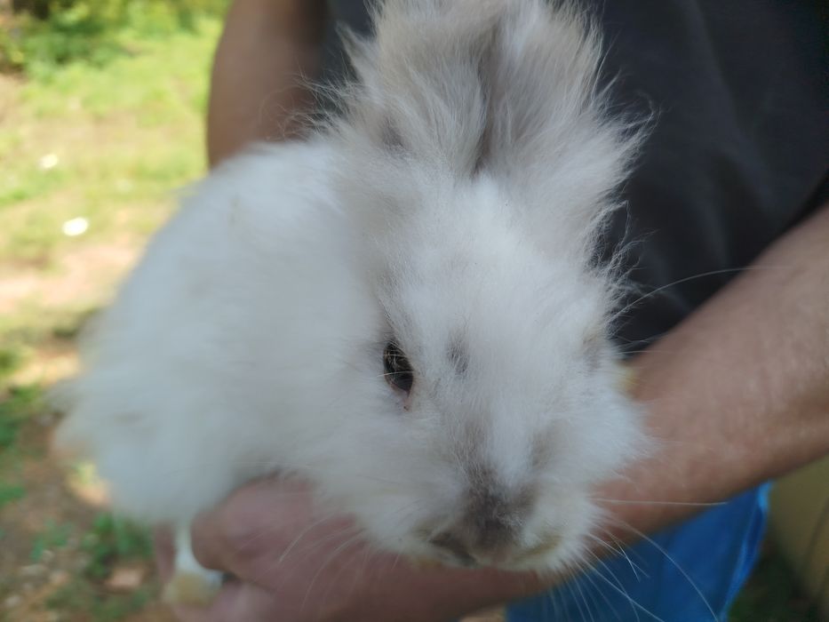 Miniatury króliczków angora i karzełek Tedy