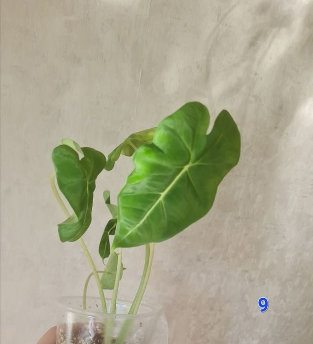 Алоказія фрайдек, гетерофіла, дрегон