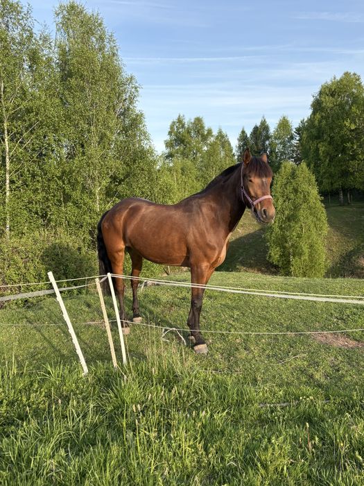 Wspoldzierzawa urokliwej klaczy