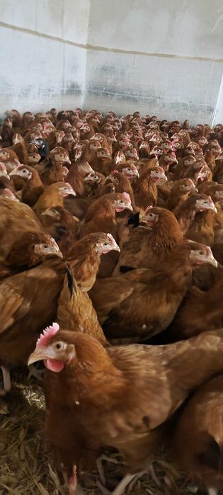 KURY NIOSKI ! Hodowla kur z wolnego wybiegu ! ROSSA Leghorn !