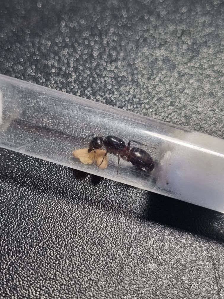 Camponotus ligniperda