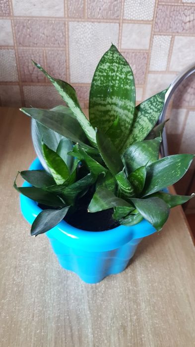 Сансевиерия с горшком