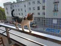 Siatka na balkon, siatka dla kota, siatka przeciw gołębiom
