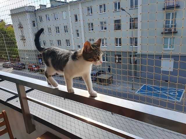 Siatka na balkon, siatka dla kota, siatka przeciw gołębiom