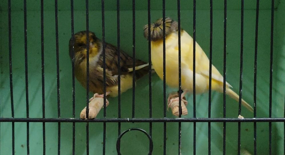 Canários Gloster de linhagem campeã