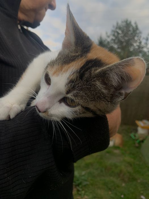 Młodziutka kotka pilnie szuka domu