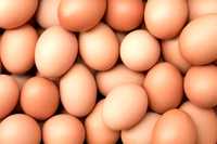 Інкубаційне яйце бройлерів і не тільки