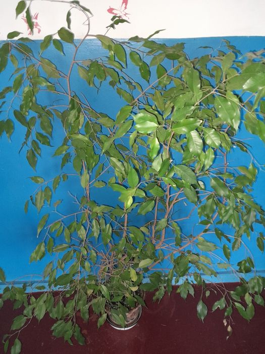 Фікус бинджеміна висота 12 0 см