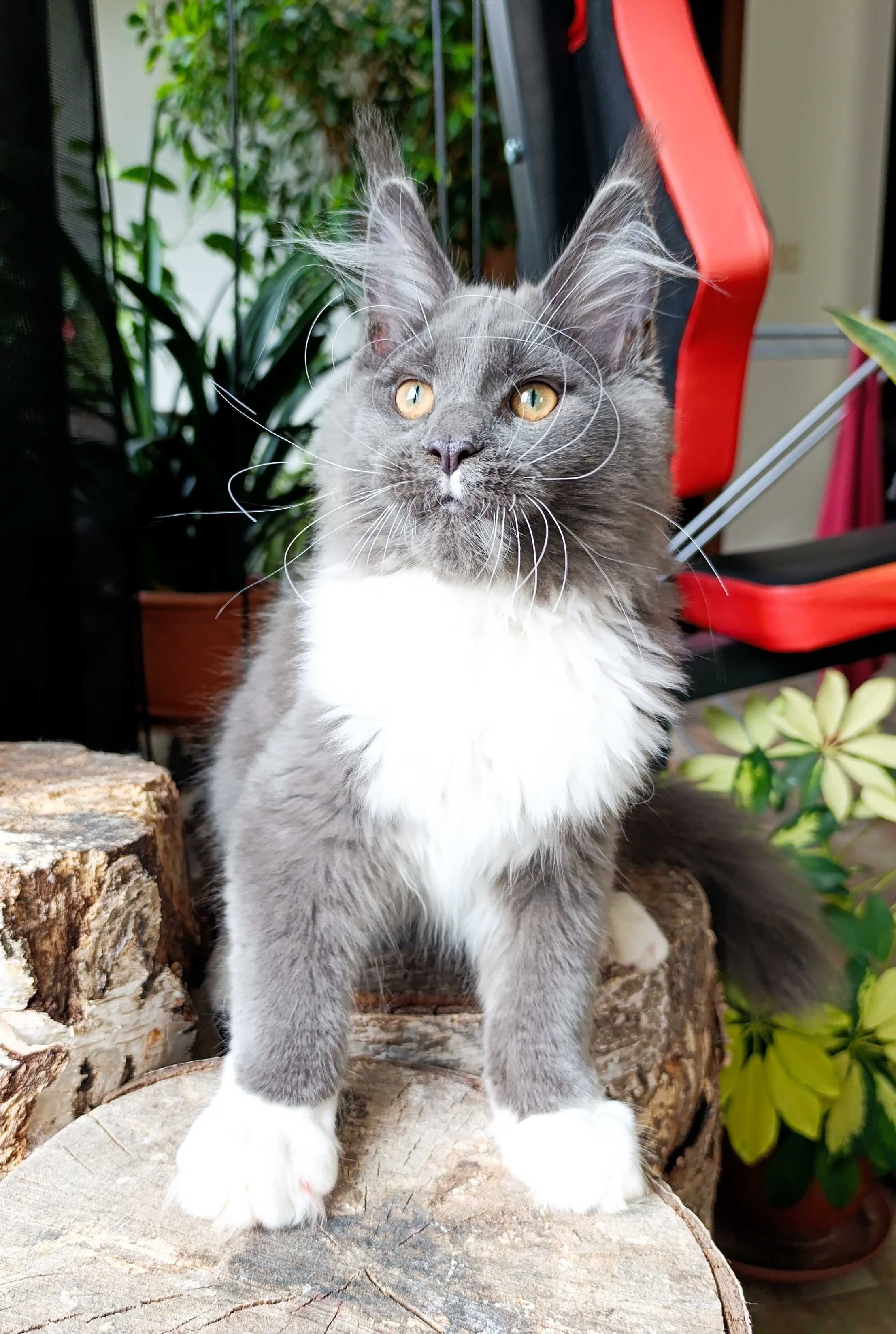 Niebiesko-biały mruczek Maine Coon - FPL