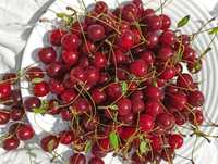 Продам вишню домашню