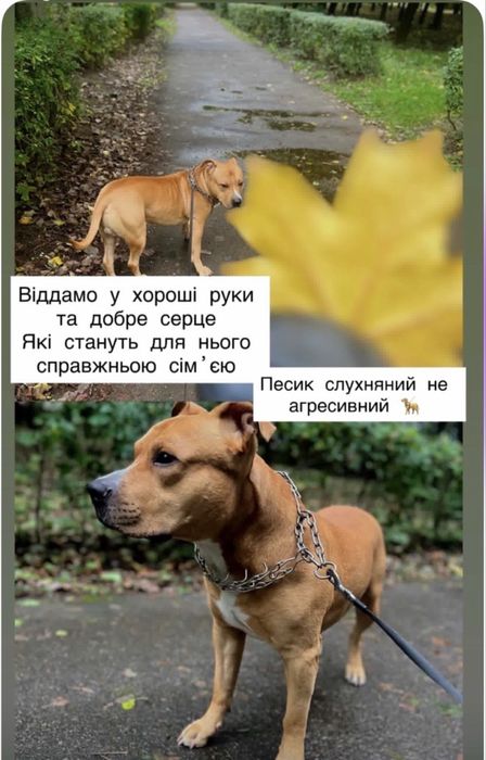 Собака стаф у добрі руки